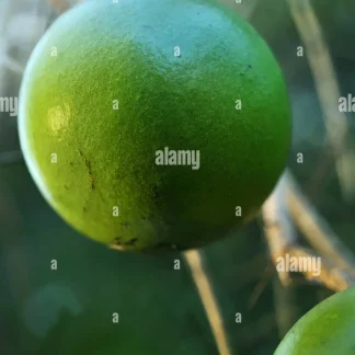 Orange verte