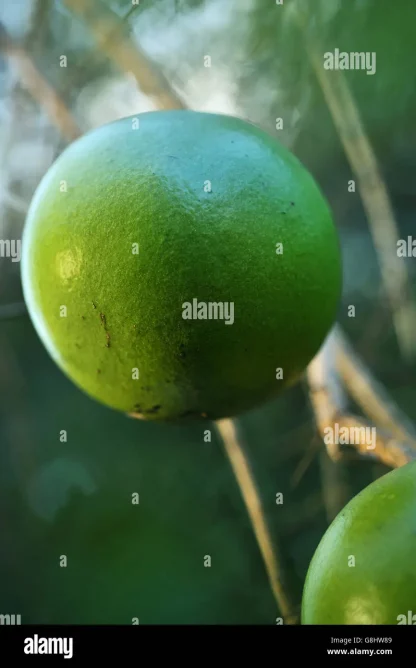 Orange verte